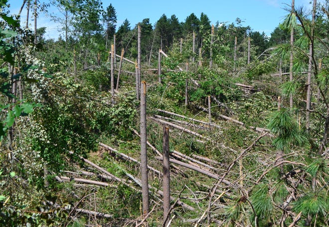 The July 19, 2019, storm snapped off pine trees like toothpicks in this section of land on Star Lake Road in the town of  Doty in northern Oconto County.