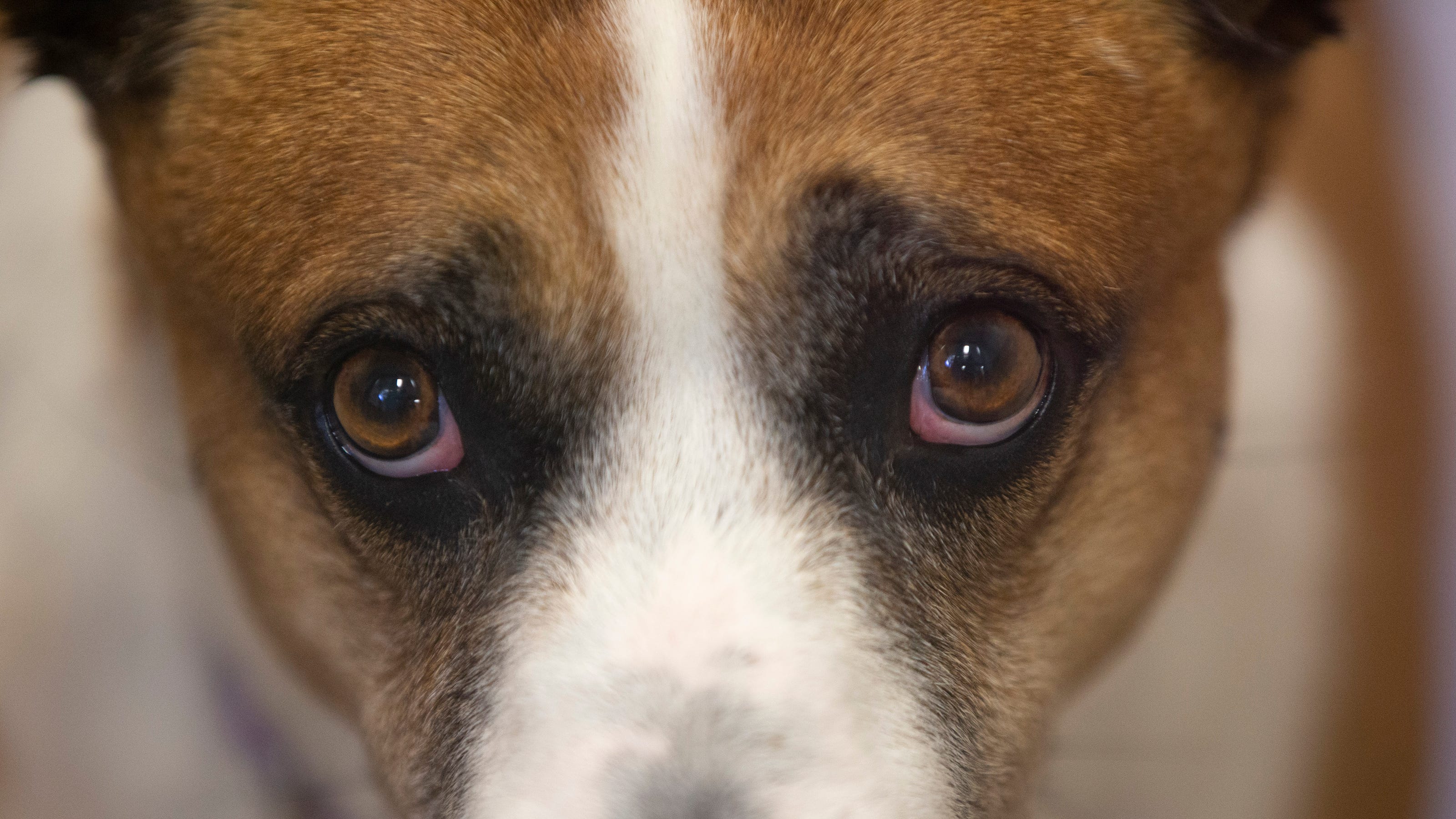 Puppy dog eyes: Dogs evolved eyebrow muscle to help bond with humans