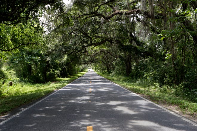 Centerville Road is one of nine canopy roads in Tallahassee. No matter the route, during the holidays, our minds turn to the road back home.