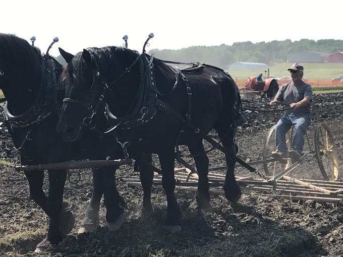 Ron Luebke guides his team of black percheron horses during a fieldwork demonstration at Farm Technology Days in Jefferson County.