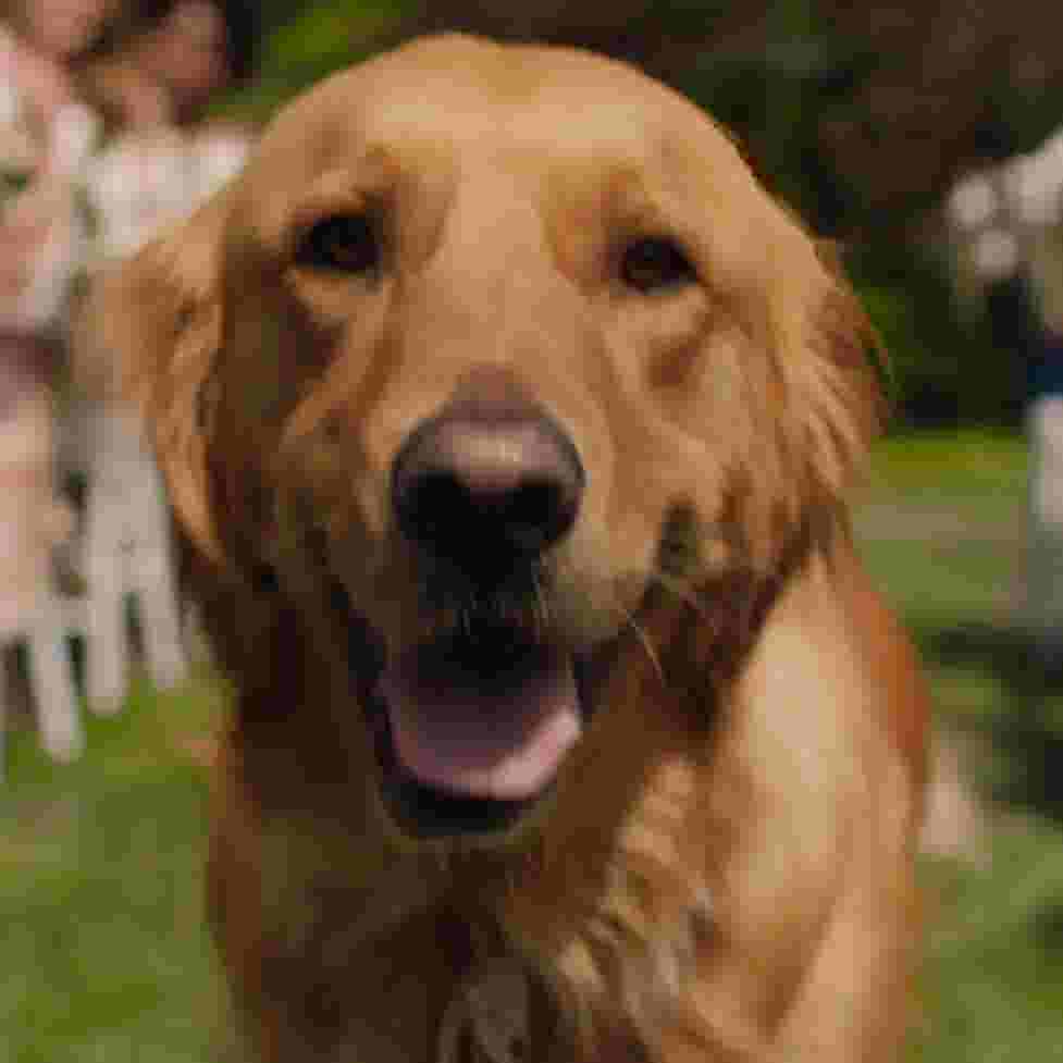 The Art Of Racing In The Rain This Dog Movie Will Have You In Tears
