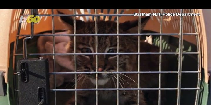 Bobcats may be cute, but are they dangerous? What to know. Bobcats may be cute, but are they dangerous? What to know.