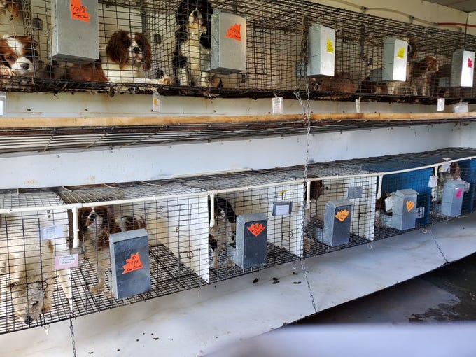 Iowa puppy mill's overcrowded kennels triggered recent brucellosis outbreak