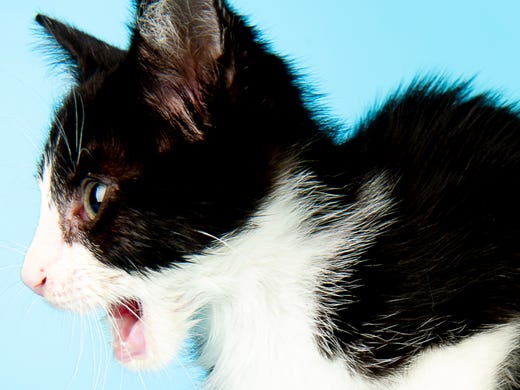 Kitten's save from Knox News lot shines light on Happy Paws Kitten Rescue