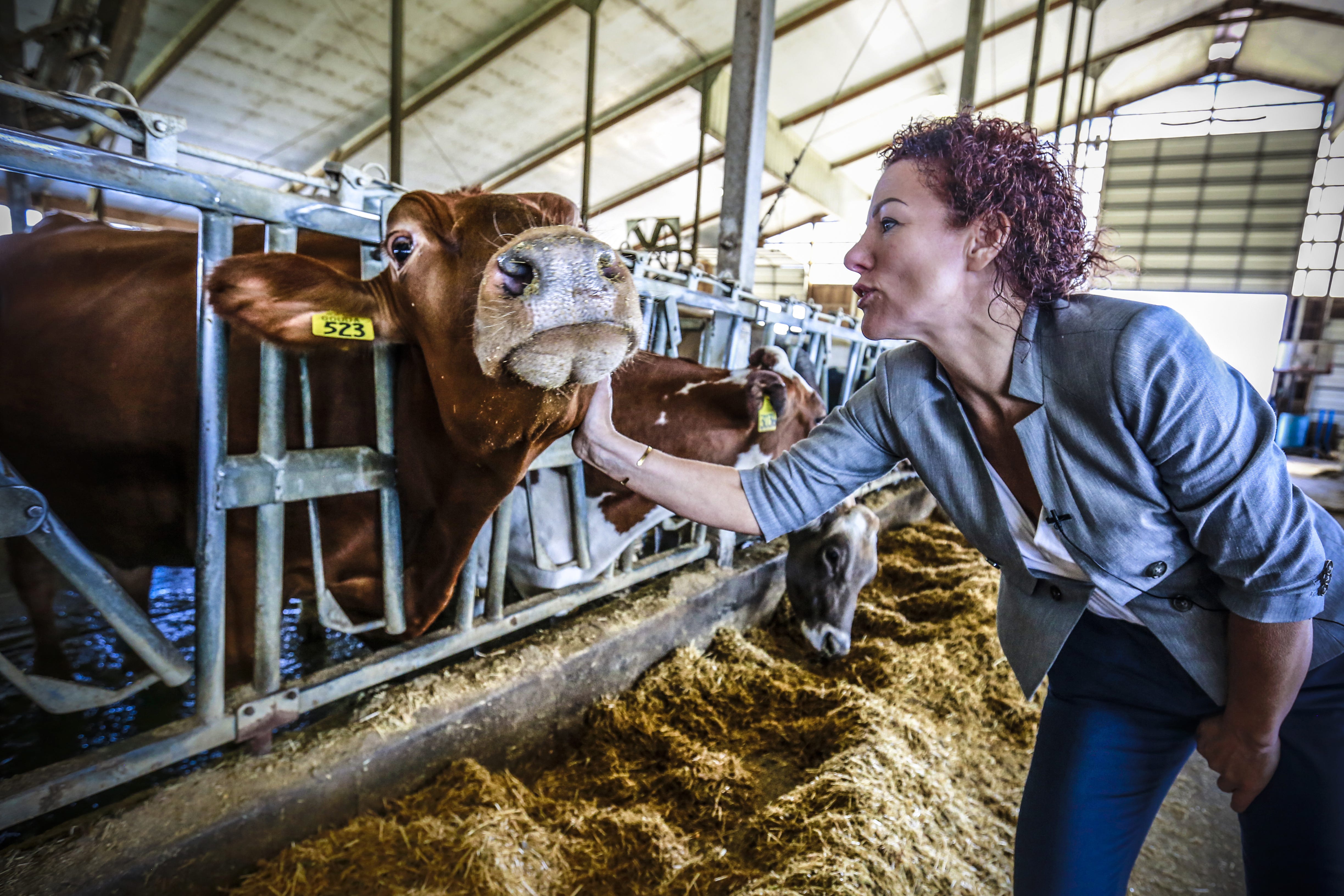 Owner Marieke Penterman interacts with one of her cows at Marieke Gouda in Thorp.