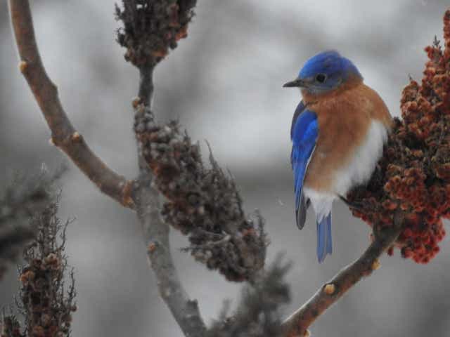 Eastern Bluebirds More Than A Pretty Visitor