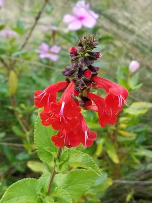 Tropical sage (Salvia coccinea) wildflower, 2’-3’ tall, 2’-3’ spread, full sun only, drought tolerant, attracts hummingbirds and butterflies, self-seeds.