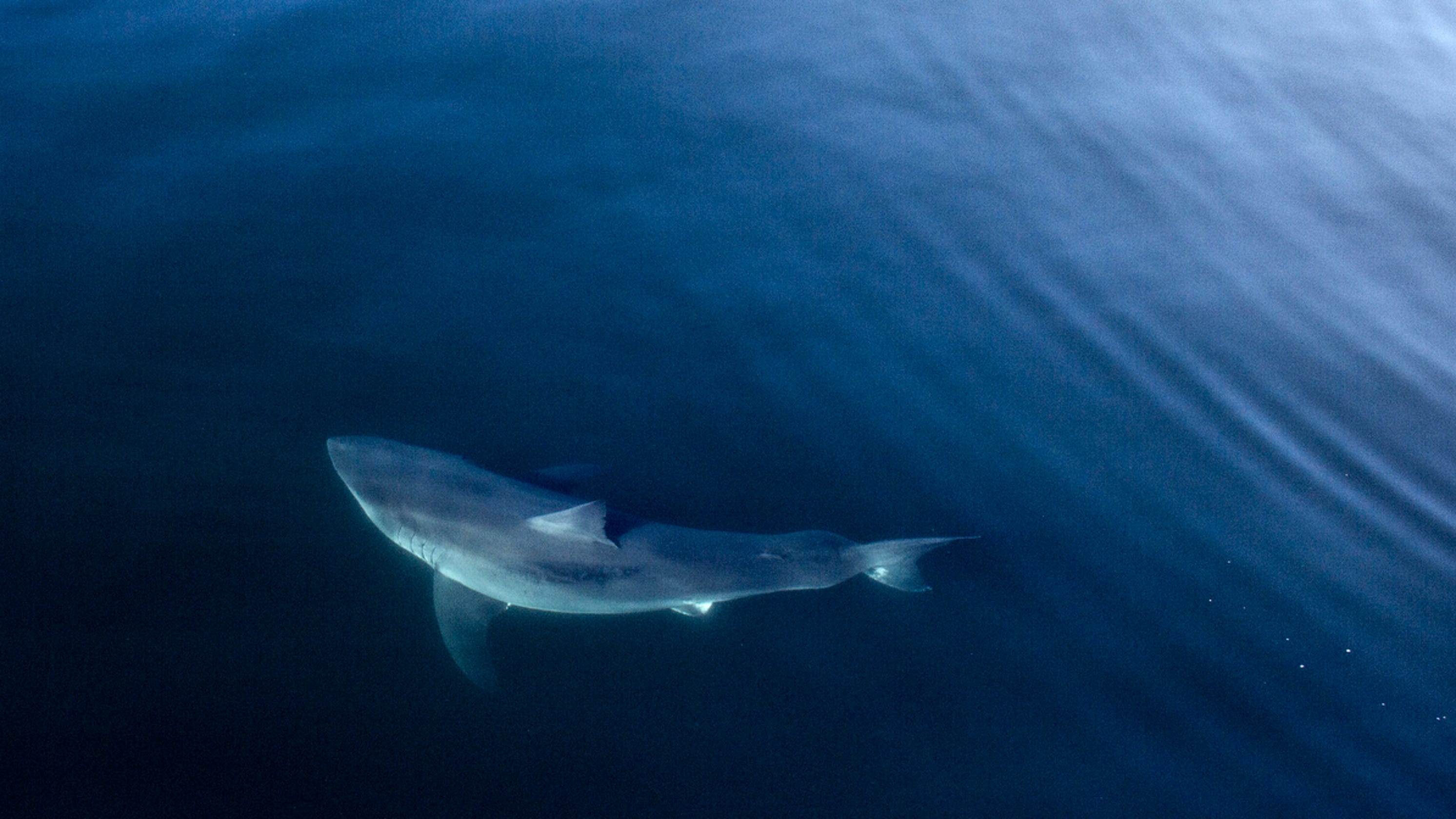 Great White Sharks Enjoy Waters Off Oc Other Beaches Ocearch