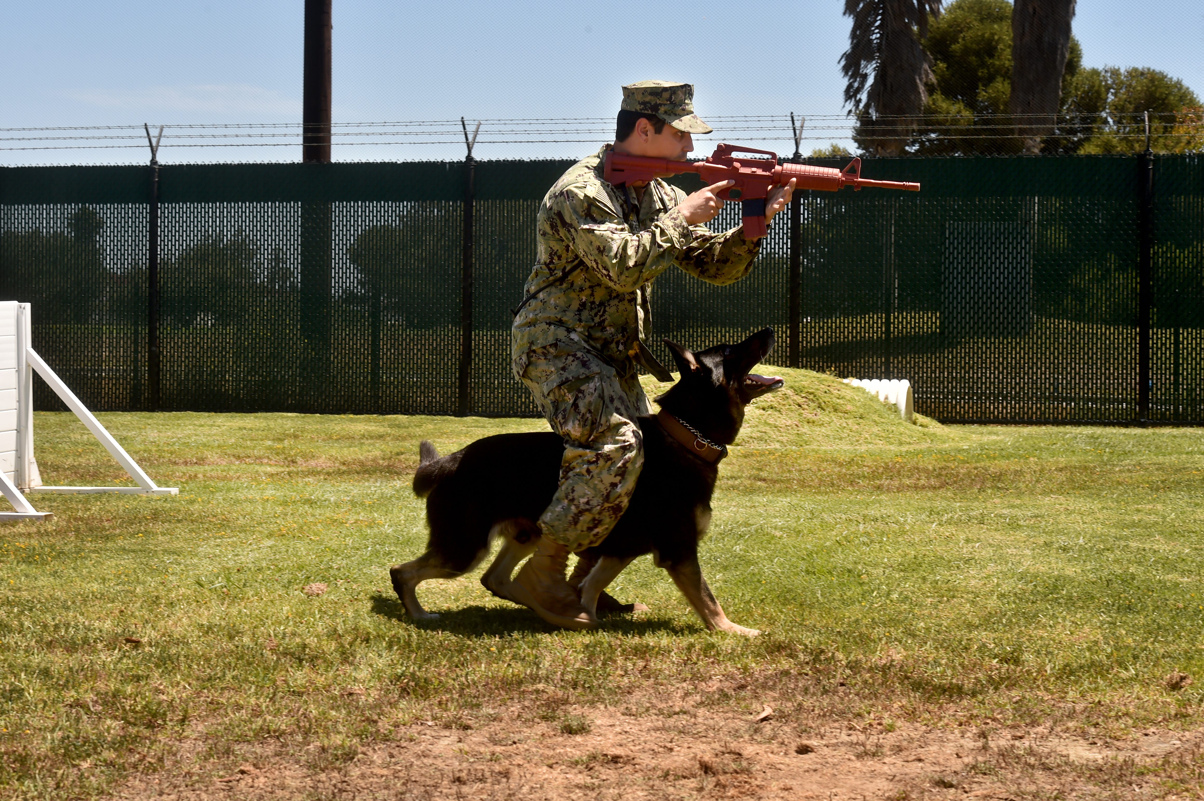 military dogs in action