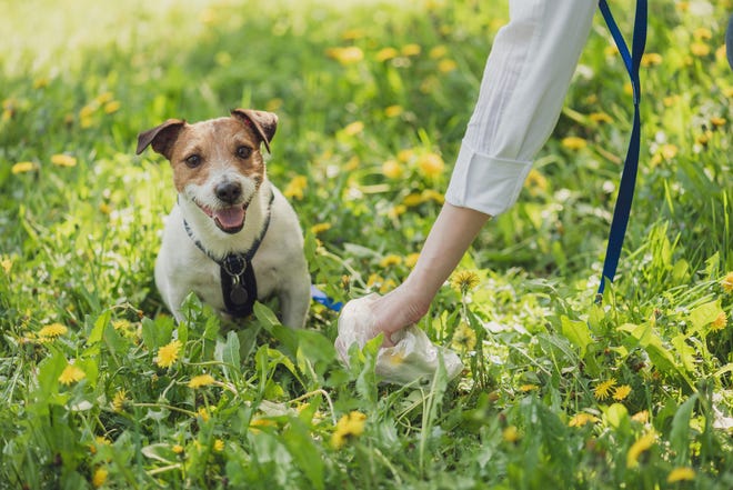 To make sure your pup is not eating poop, be sure to keep a close on them during walks and clean up poop immediately.