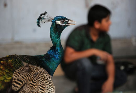 An Iraqi vendor displays a peacock for sale at al-Ghazel animal market in the Iraqi capital Baghdad on August 2, 2019.