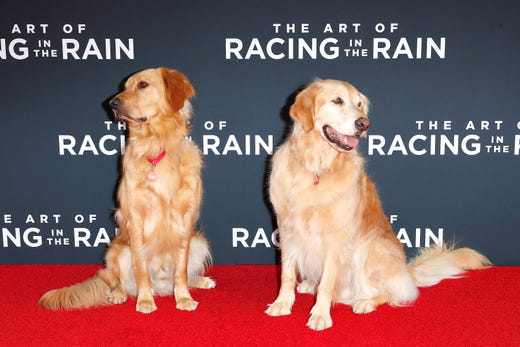 Animal actors/cast members Butler and Parker arrive for the premiere of The Art of Racing in the Rain at the El Capitan Theatre in Hollywood, Los Angeles on August 1, 2019.