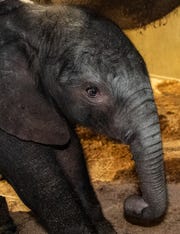 The Louisville Zoo’s 33-year-old African elephant, Mikki, gave birth to this male calf late Friday. It is only the second elephant born at the Louisville Zoo in its 50-year history.