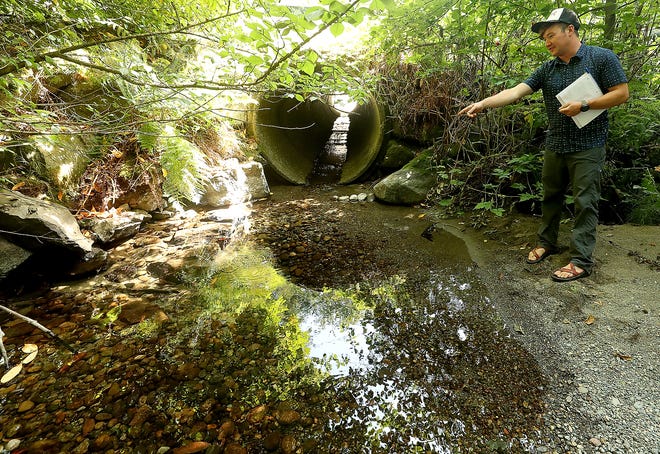 Gus Johnson, project manager with Hood Canal Salmon Enhancement Group, points out salmon that are trapped in the shallow water of Seabeck Creek between an old fish ladder and a culvert running underneath Seabeck Holly Road on Monday.