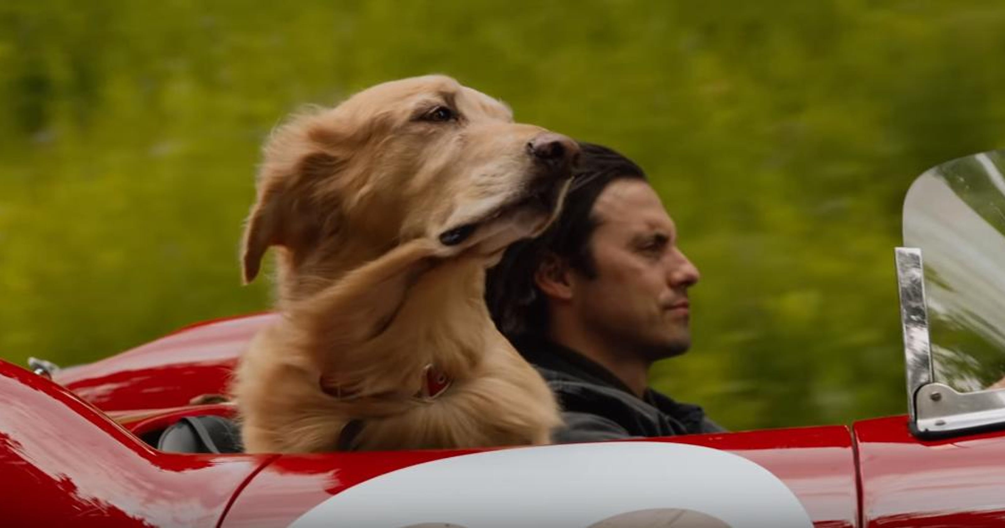 The Art Of Racing In The Rain 2019 'The Kitchen,' 'Art of Racing in the Rain' lead Aug. 9 movie lineup