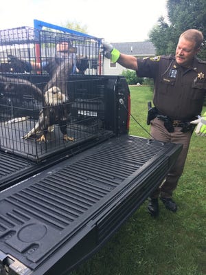 Injured bald eagle found in Huron County.