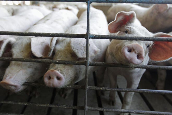 China raises about half of the world's pigs, and accounts for more than 60% of the country's meat consumption. Over the past year, African Swine Fever has decimated the country's swine herd.
