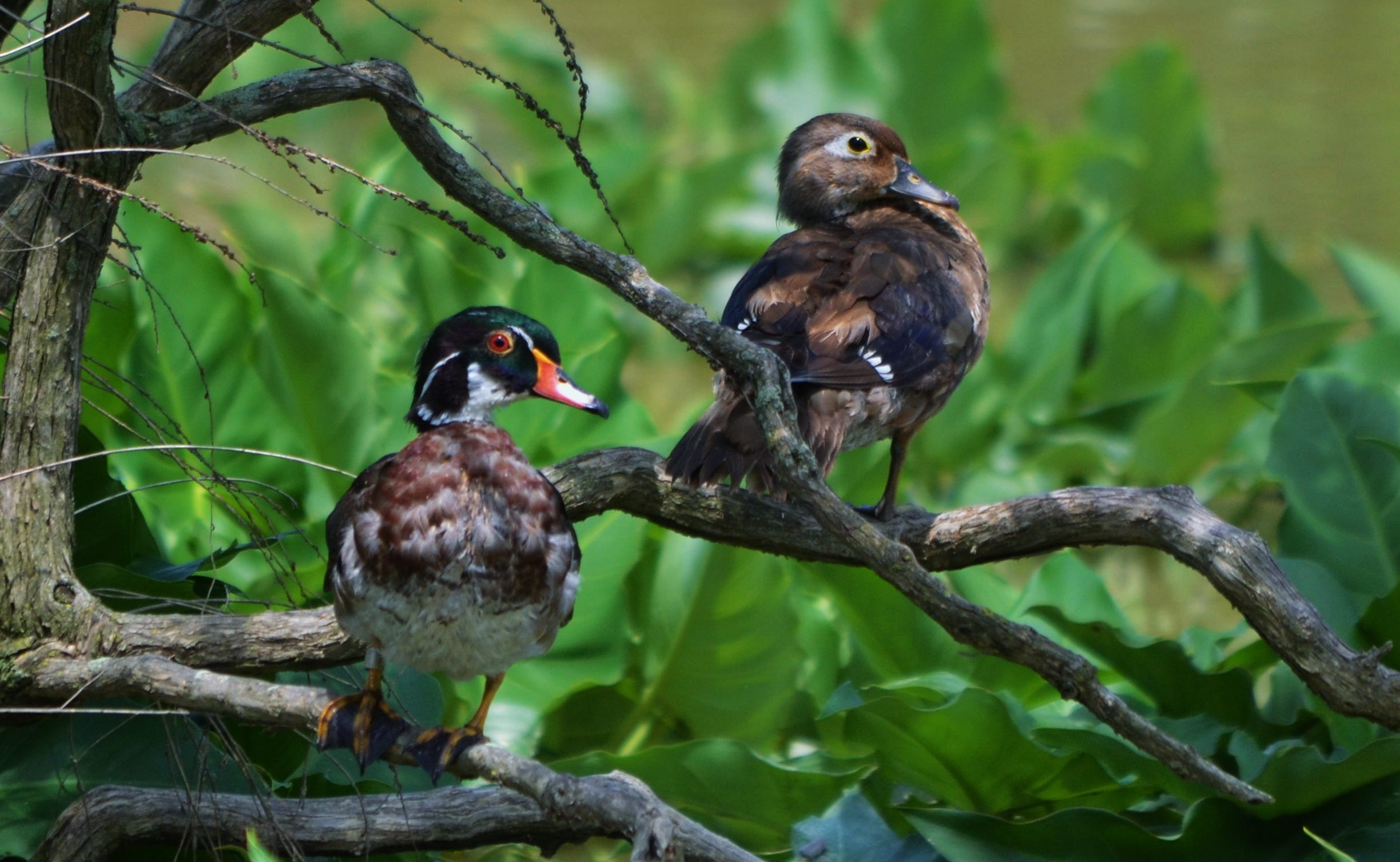 Duck Digest A handy guide to ducks in Pennsylvania