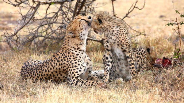 A cheetah mother and cub at Mara Naboisho...