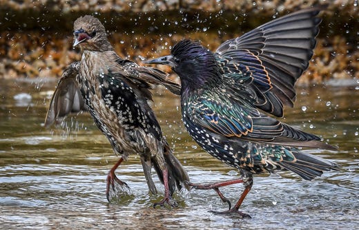 Two starlings play in a fountain at Moscow's Manezhnaya Square on August 7, 2019.