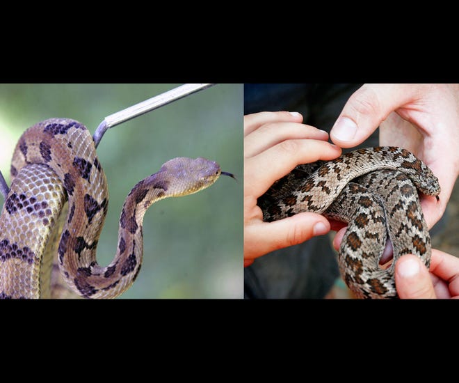 Can you tell the difference? Authorities say a snake found in Winslow was a black rat snake (right) and not a timber rattlesnake (left) as originally believed.