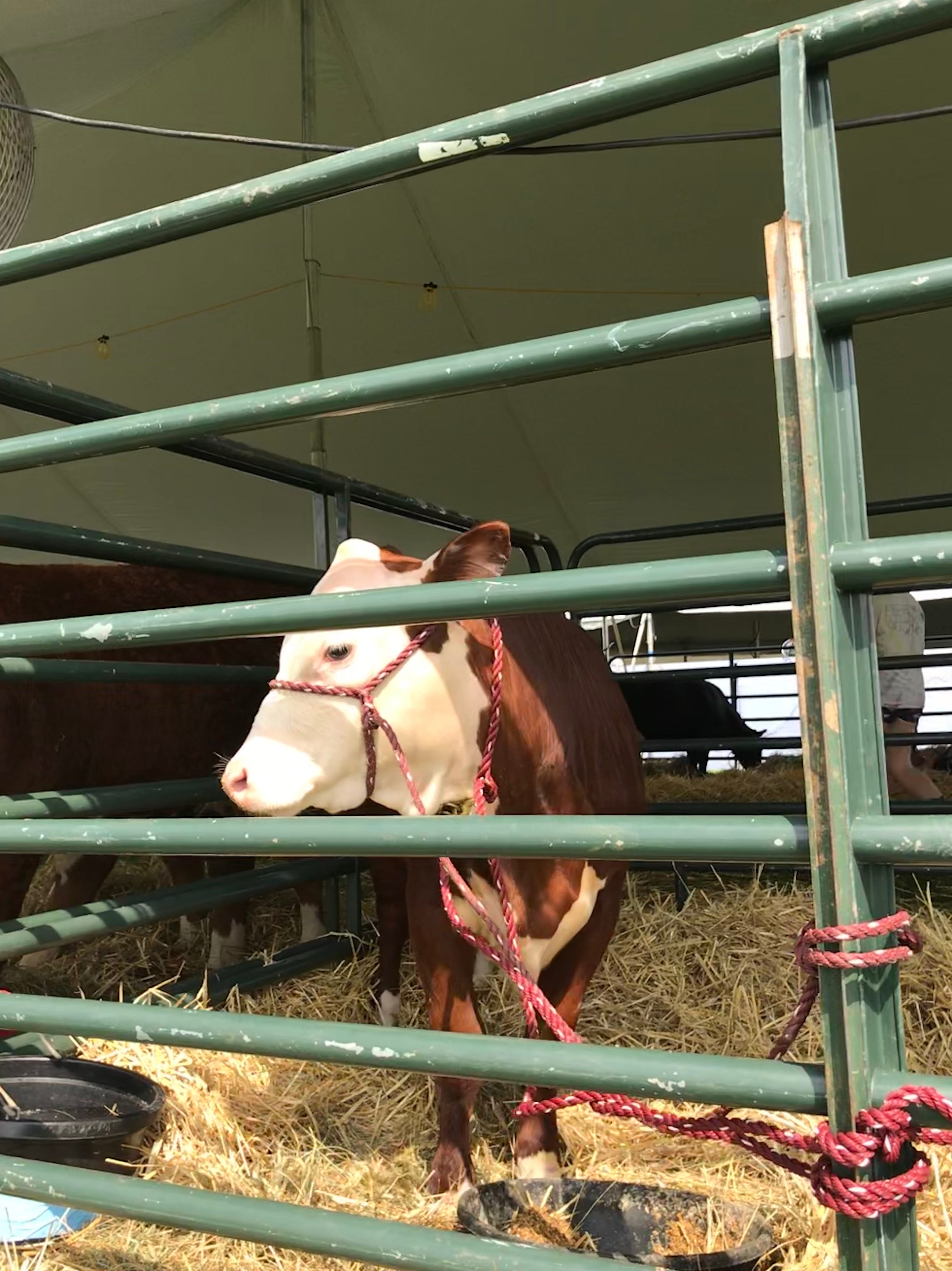 Somerset County 4H Fair canceled again over COVID19 'uncertainties'