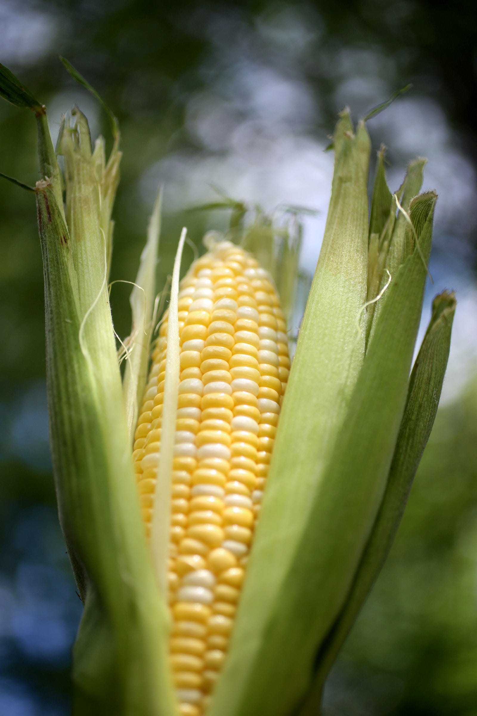 How to microwave corn on the cob and other kernels of knowledge