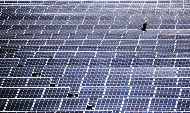Black-bellied whistling ducks fly over the solar field next to Babcock Ranch.  The solar field powers the Babcock Ranch and the electricity not used goes into the grid for consumption elsewhere.