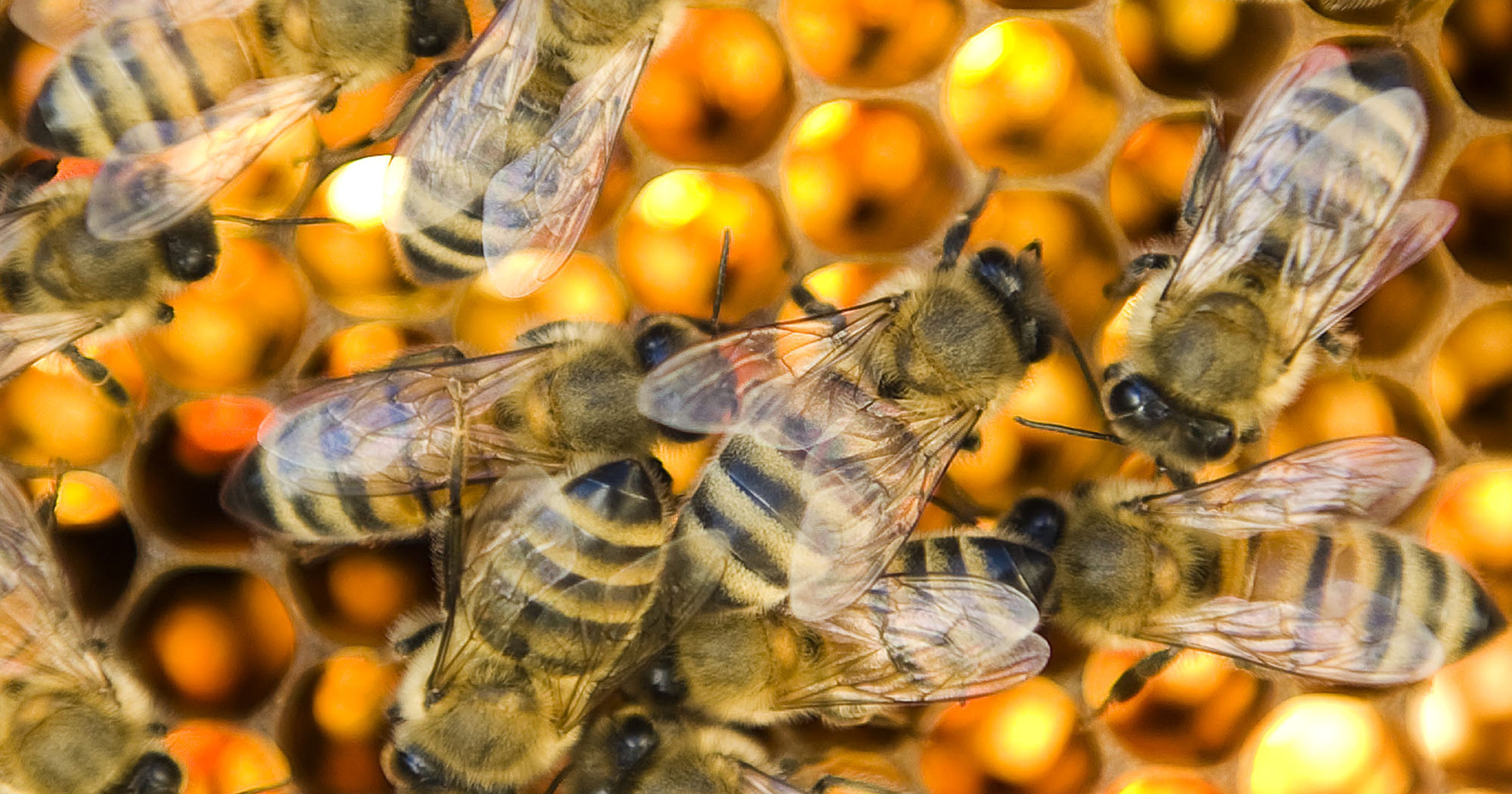 National Honey Bee Day Festival coming to Cocoa