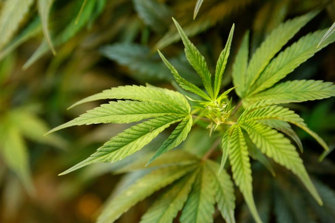 The measures that could be on the ballot are the Smart and Safe Arizona Act, that would allow people 21 and older to posses up to an ounce of marijuana and would set up a system of licensing retailers, and the Second Chances, Rehabilitation and Public Safety Act, that would overhaul parts of criminal sentencing laws by allowing  an earlier release in some cases.