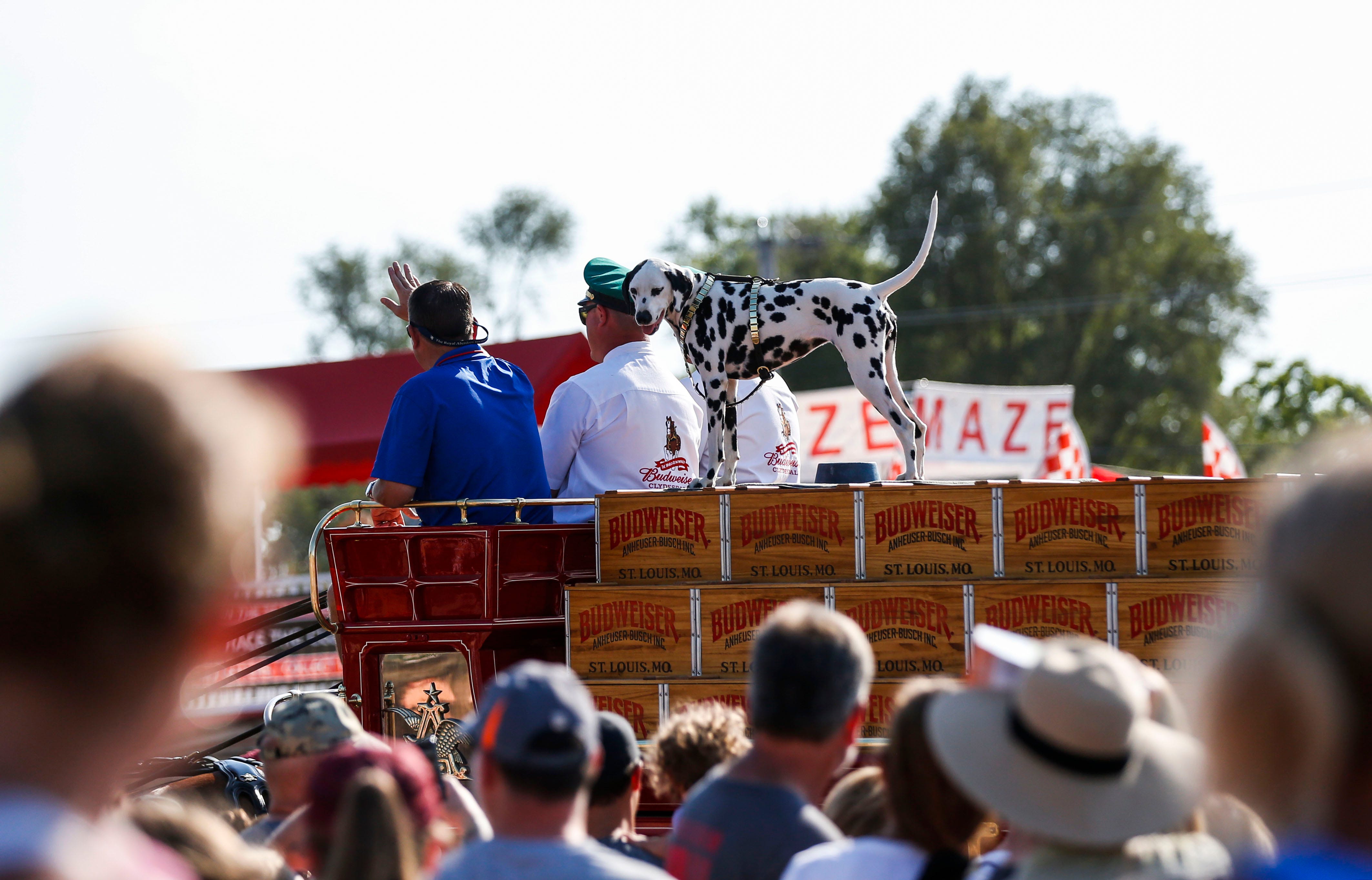 Photos Budweiser Clydesdales at the Iowa State Fair