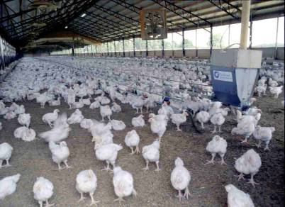 Christian County Health Department eyes strict CAFO rules Christian County Health Department eyes strict CAFO rules