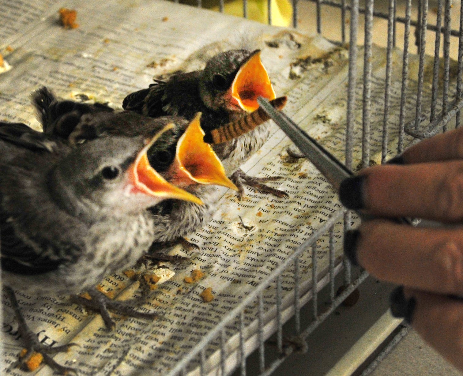 cincinnati wild bird rescue cincinnati wild bird rescue