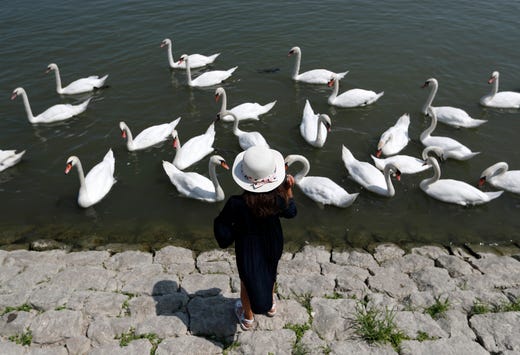 A girl feeds swans on the bank of the Danube river in Belgrade, Serbia, Friday, Aug. 9, 2019. (AP Photo/Darko Vojinovic) ORG XMIT: XDMV104