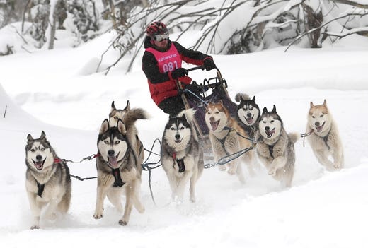 A team of eight dogs competes at the Dinner Plain Dog Sled Challenge in Dinner Plain, Victoria, Australia on Aug. 10, 2019. 