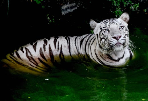 A Royal Bengal white Tiger looks on inside an enclosure at the 'Arignar Anna Zoological Park' on a hot sunny day at Vandalur in Chennai on Aug. 10, 2019. 