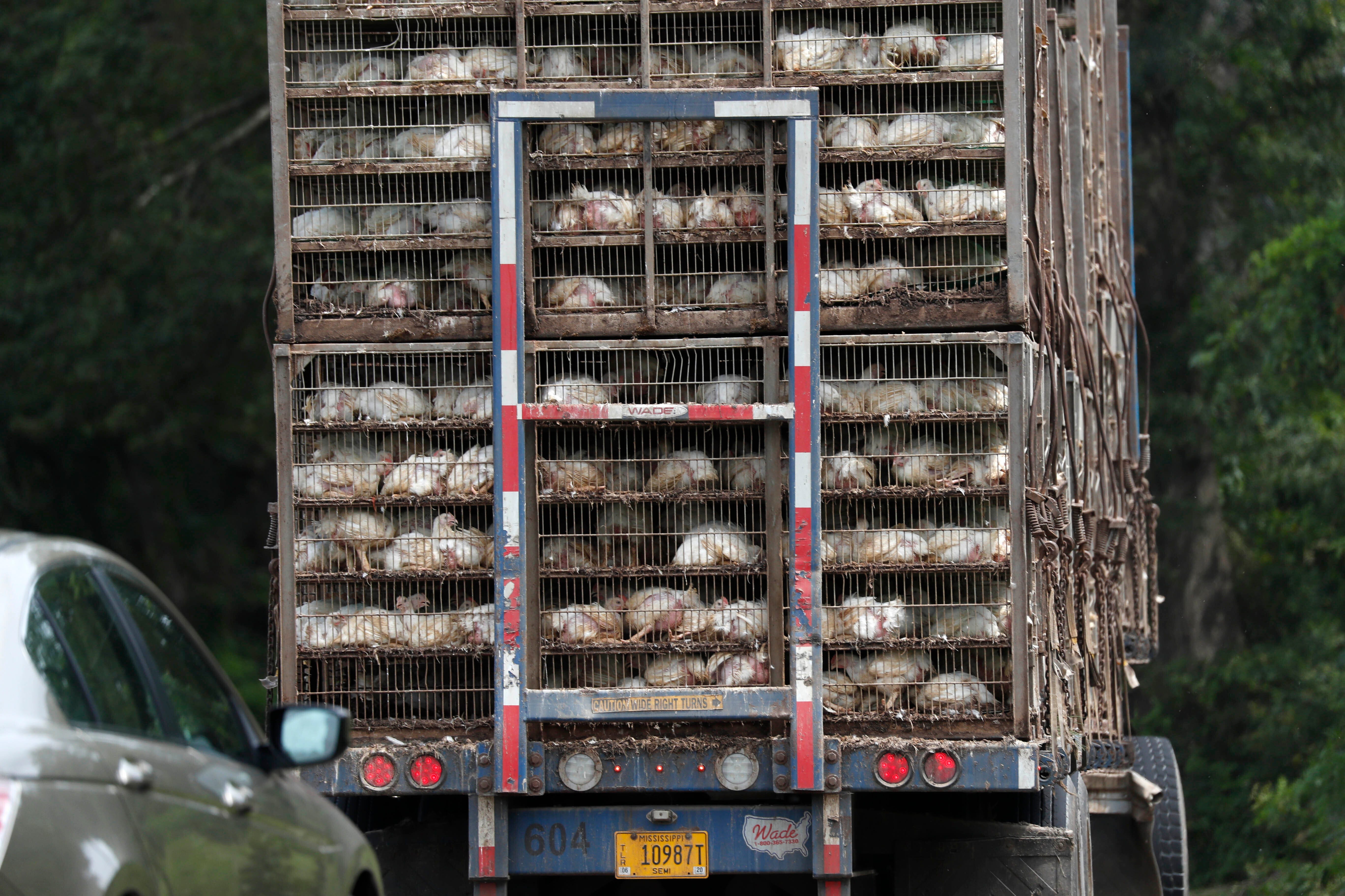 Business continues at this Koch Foods Inc., plant in Morton, Miss., Thursday, Aug. 8, 2019, as chickens are shipped in for processing following Wednesday's raid by U.S. immigration officials. The raids were part of a large-scale operation targeting owners as well as undocumented employees.