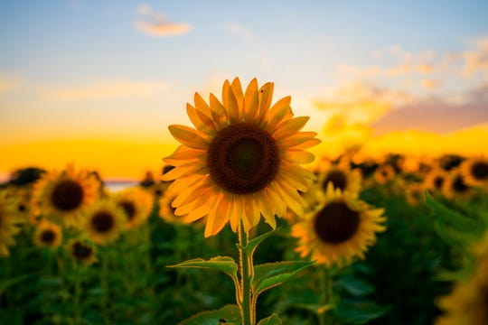 Where to find sunflower fields this summer in Vermont
