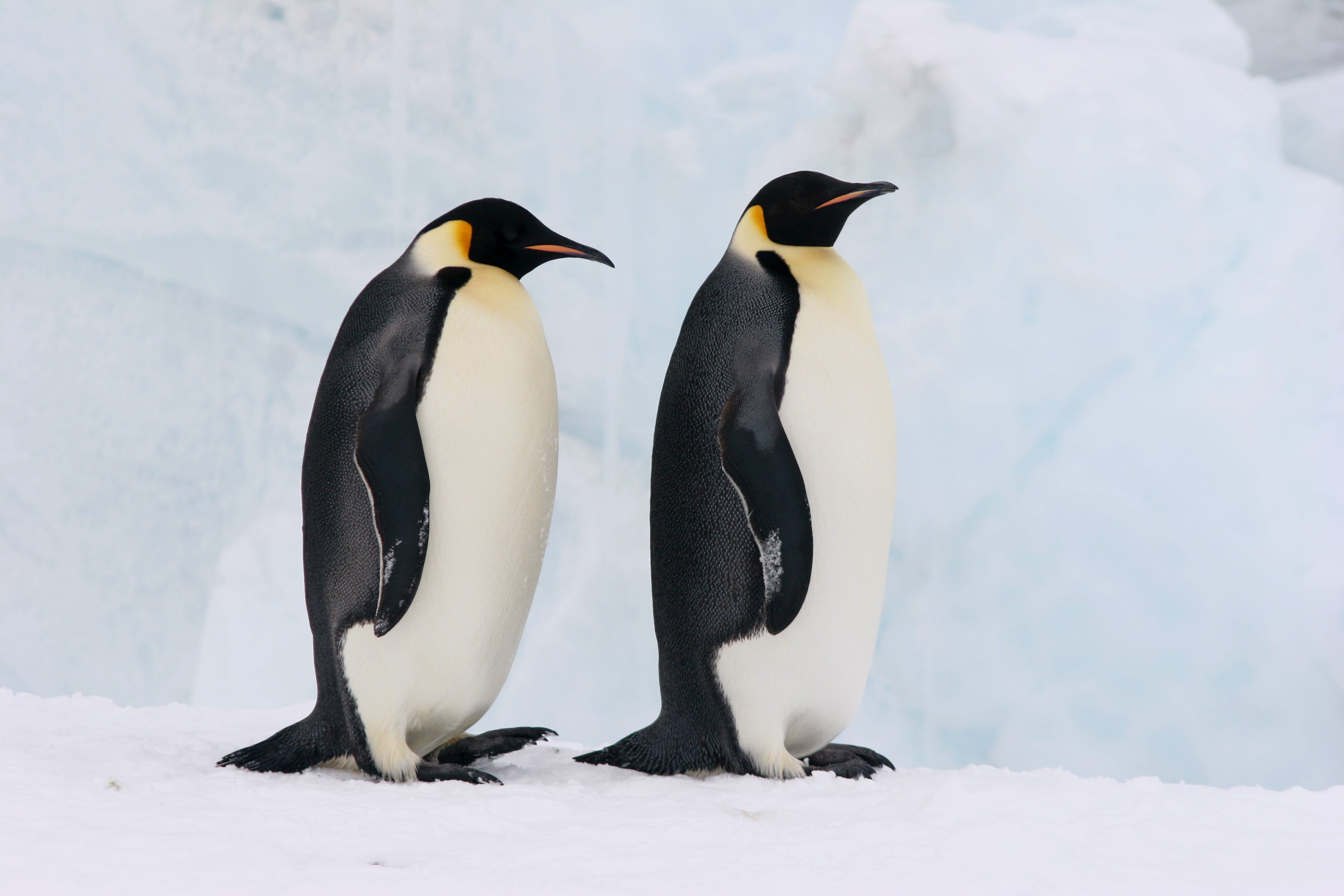 &apos;Exemplary parents&apos;: 2 gay penguins have adopted an abandoned egg in Berlin Zoo