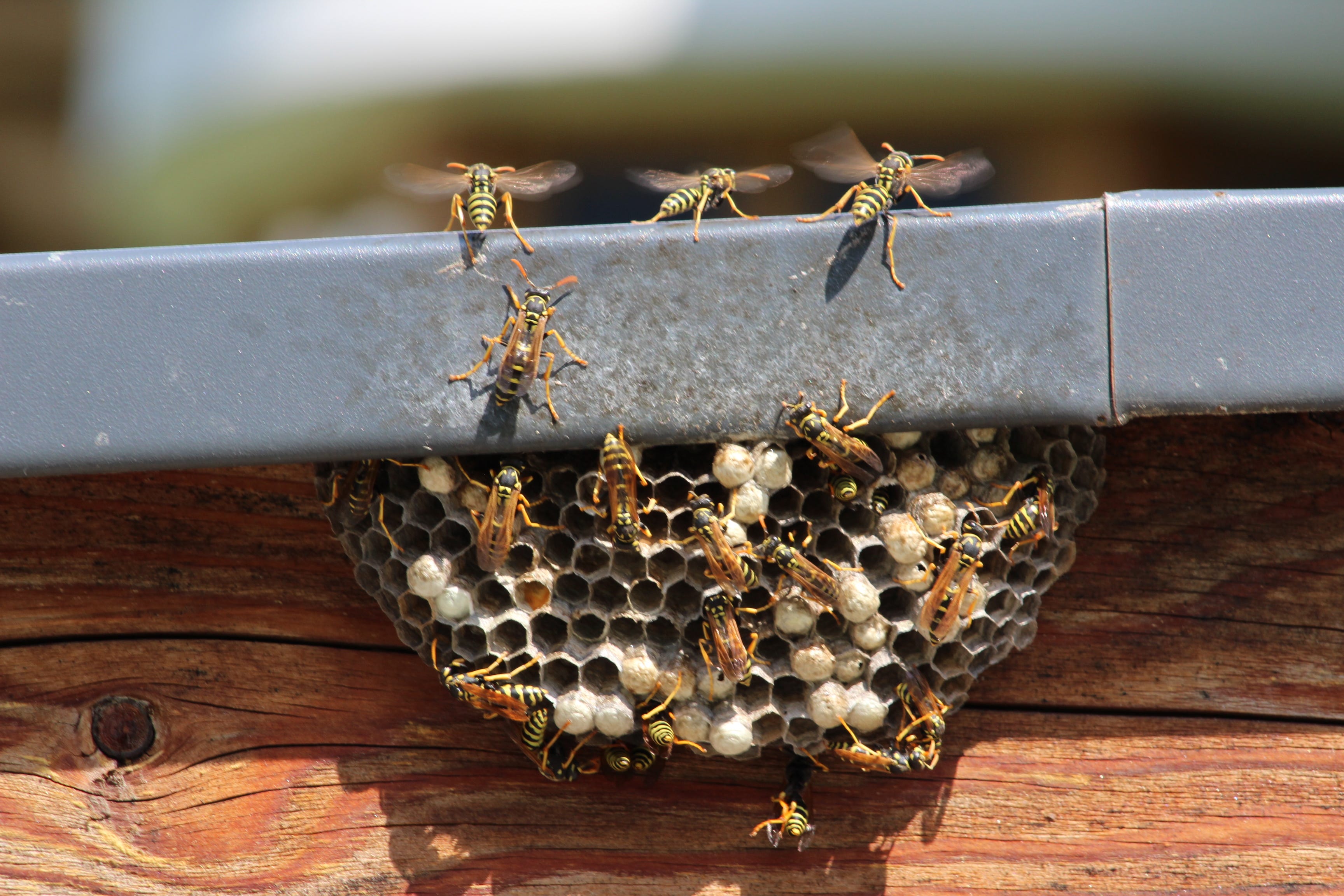 Angry wasps help police nab fleeing fugitive in Germany