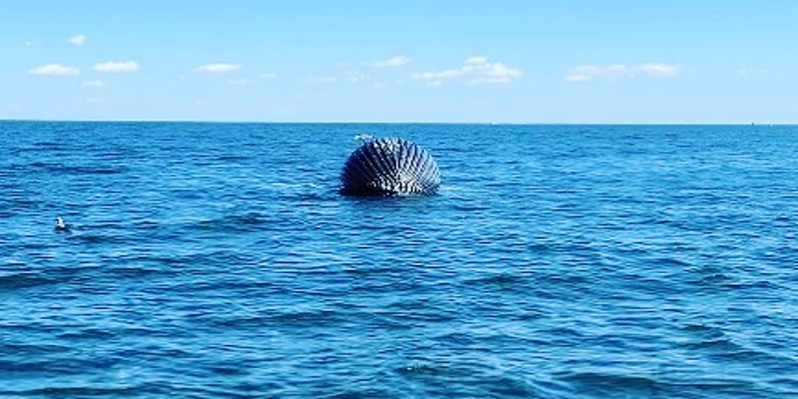 Dead Humpback Whale Reported Adrift Off Jersey Shore