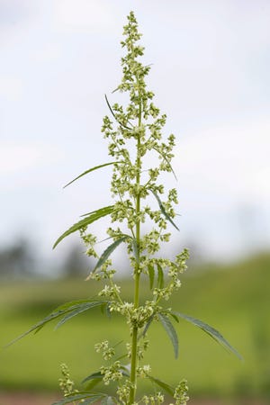 The University of Missouri Southwest Research Center in Mount Vernon is conducting preliminary research into hemp to help farmers when they plant their crops next year. 