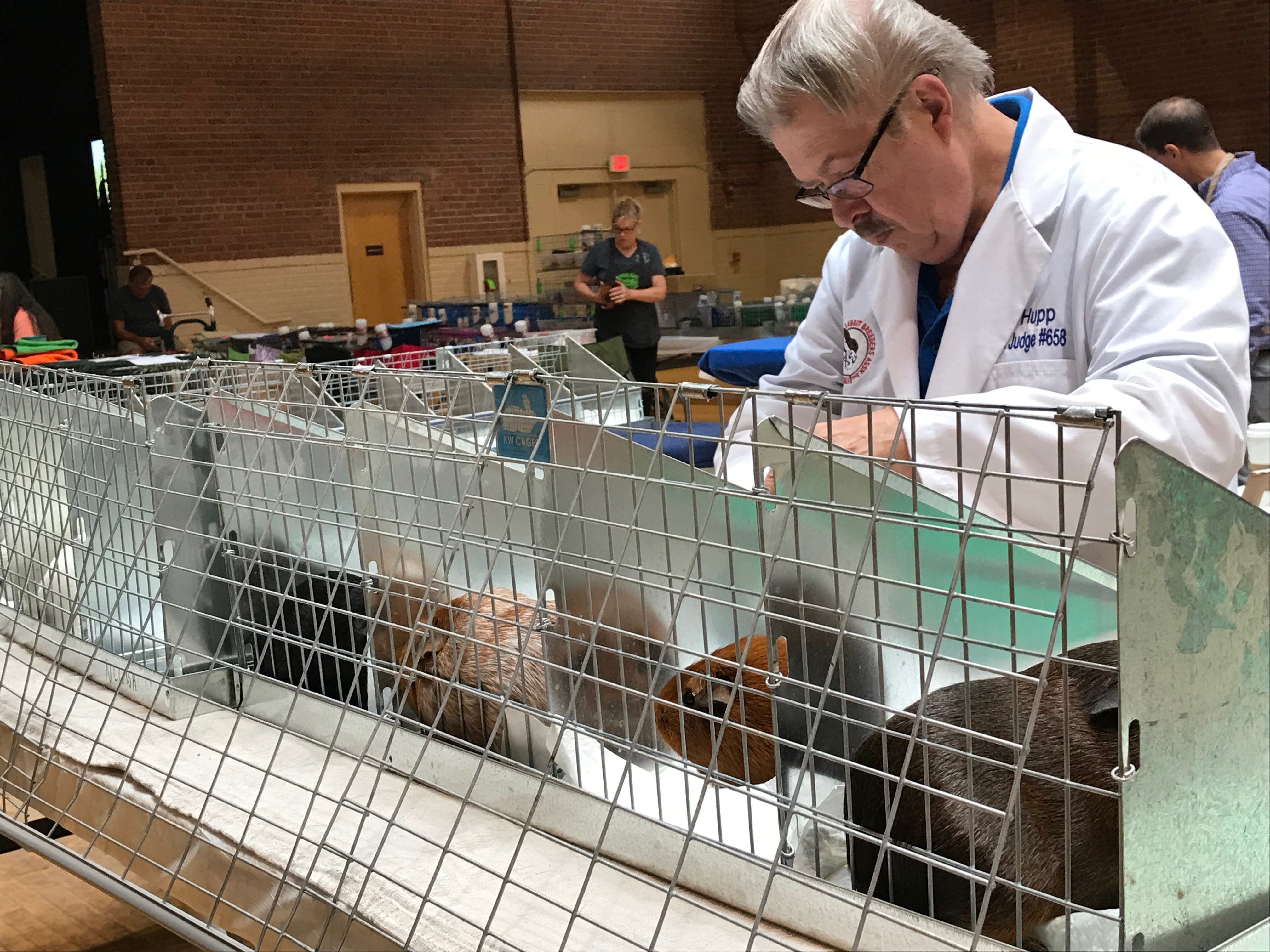 guinea pig breeding cages