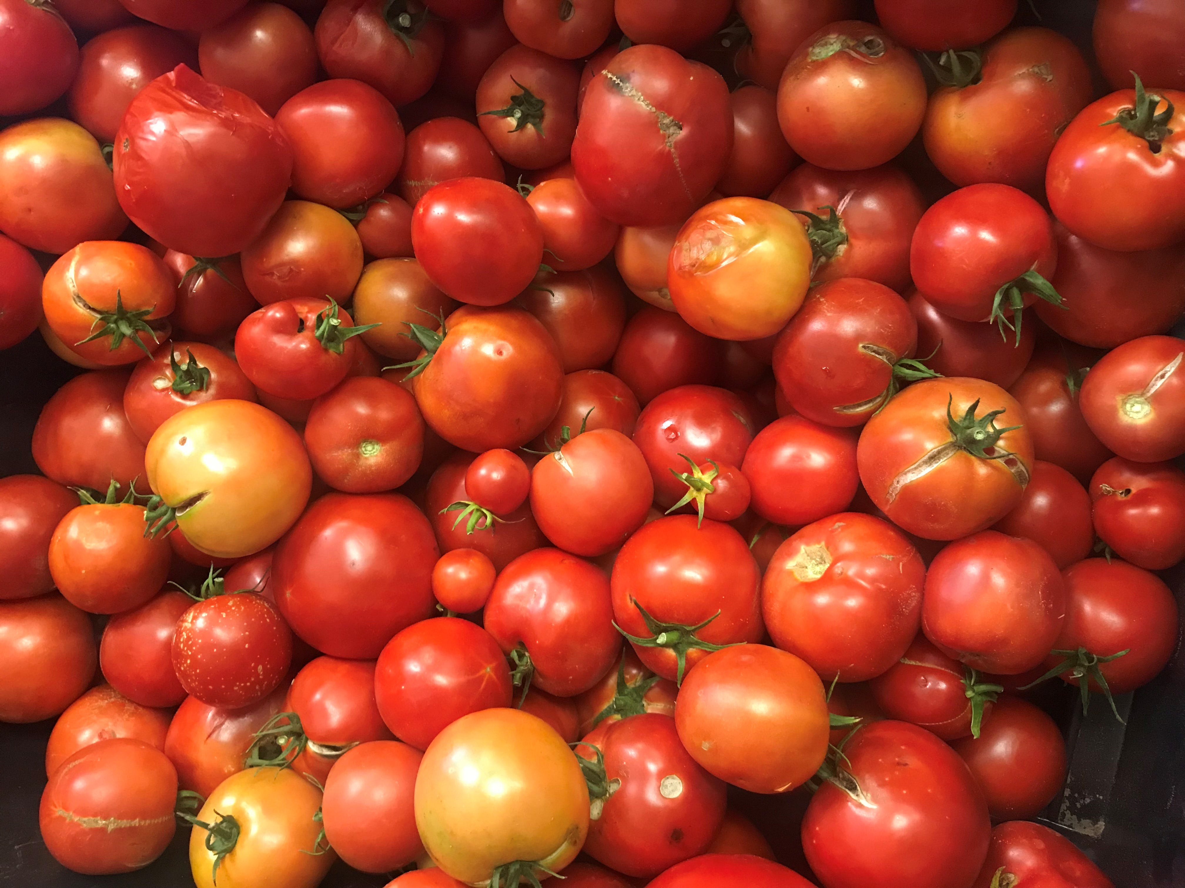 Experience Unique Flavor & Resistance with Polaris Tomato: Try it Out Today!
