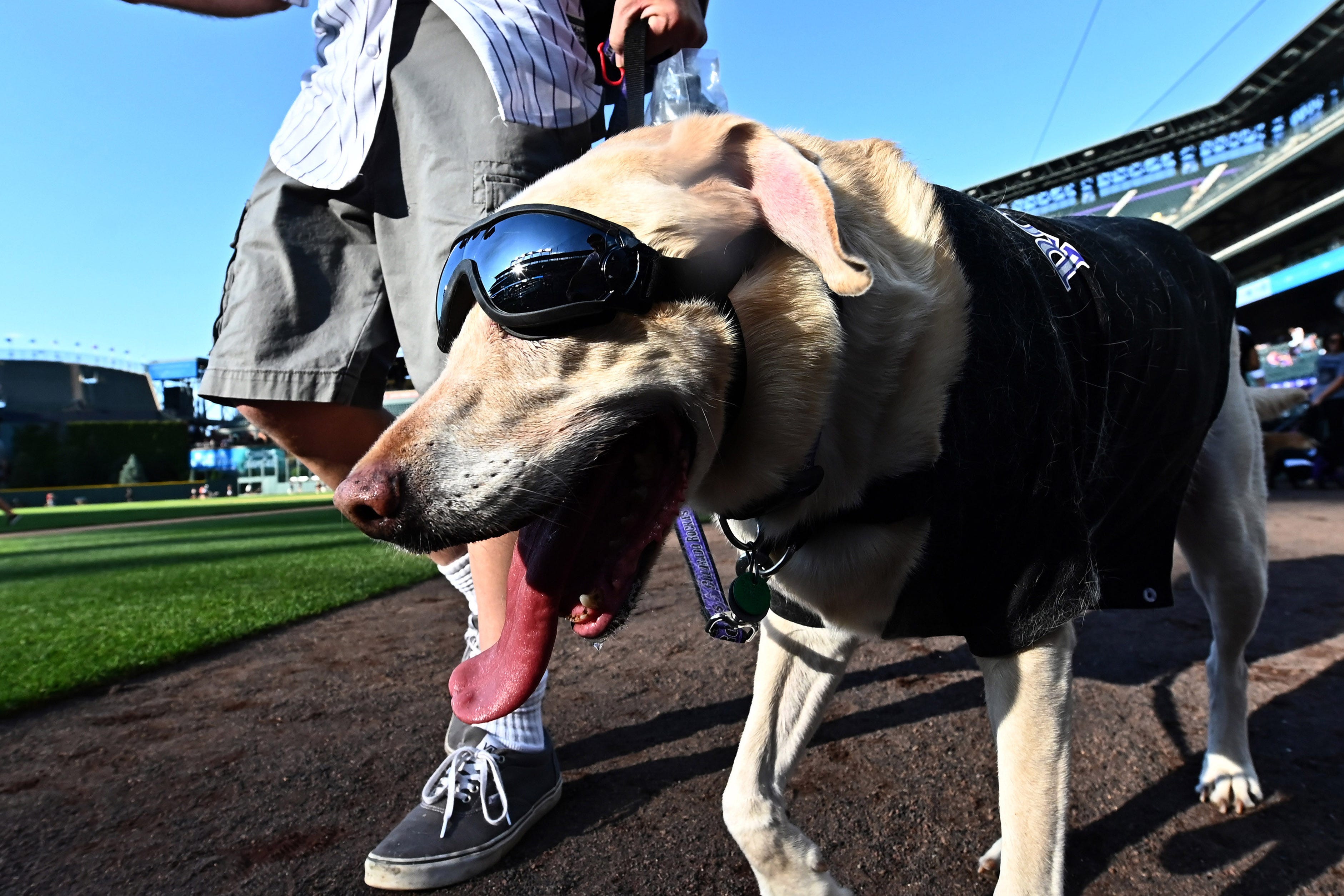 Bark at the Park Dogs at MLB games