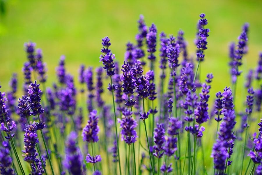 Perplexed with pruning purple: When to prune, how not to kill lavender
