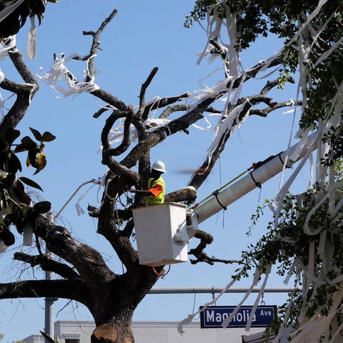 In this 2013 photo, a man works to cut down the...