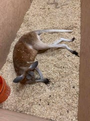 Kangaroo found in Romulus August 2019.