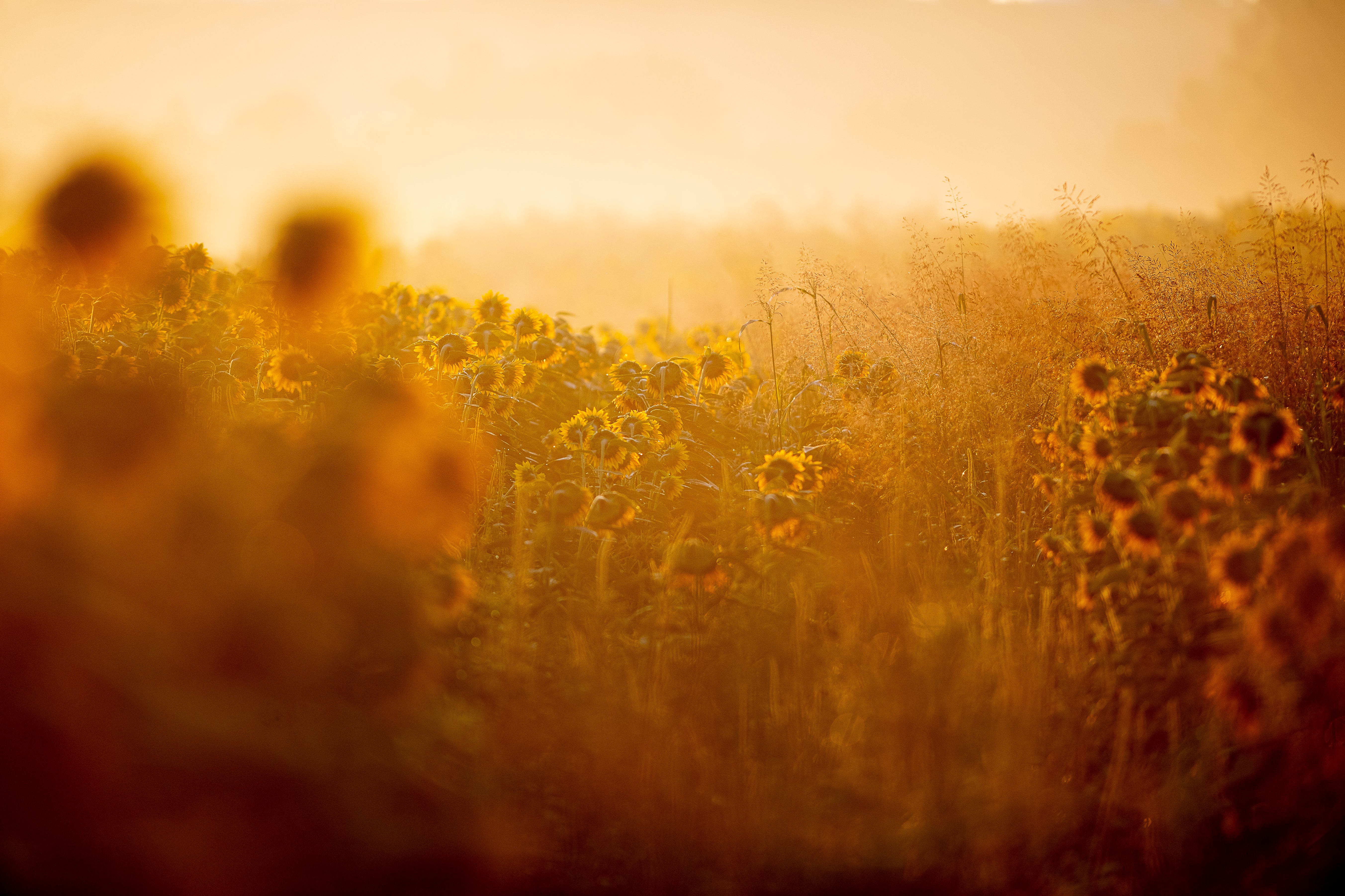 South Knoxville's Forks of the River This year's Sunflower Festival