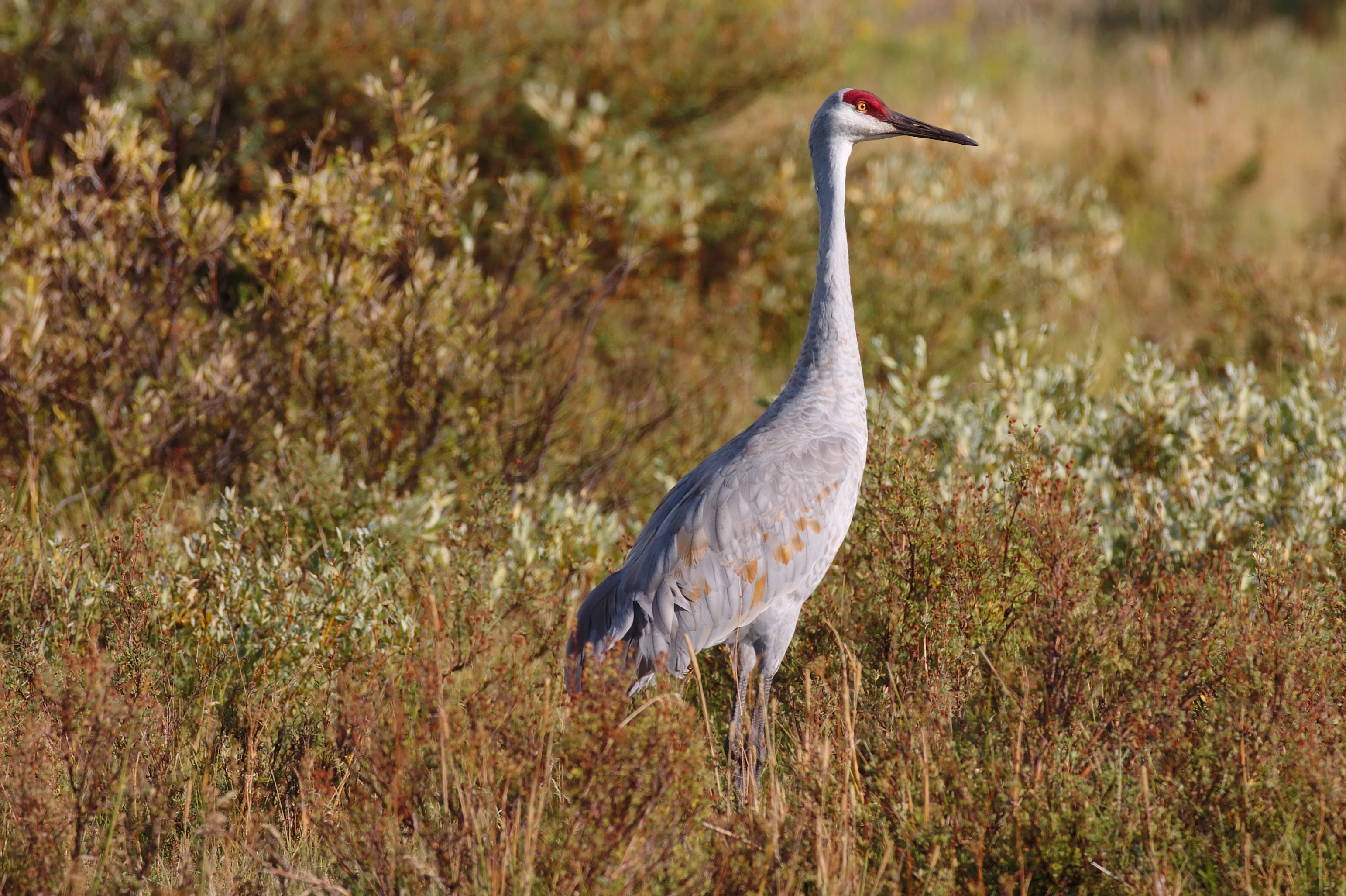 'Ribeye of the sky' After 103 years, Alabama opens hunting season on
